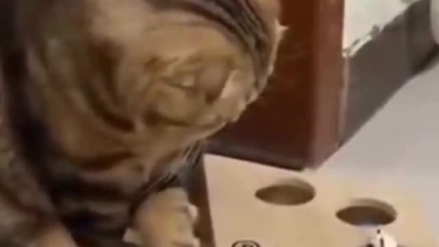 PETS NEVER LIE ABOUT LOVE-15 #shorts