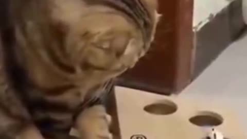 PETS NEVER LIE ABOUT LOVE-15 #shorts