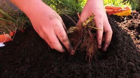 Planting Strawberries My Way