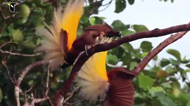 Raggiana bird-of-paradise