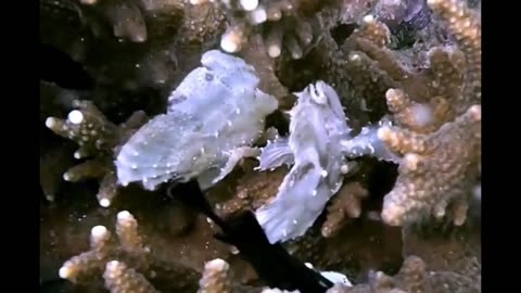 Incredibly RARE White Leaffish