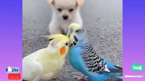 Animal Love video