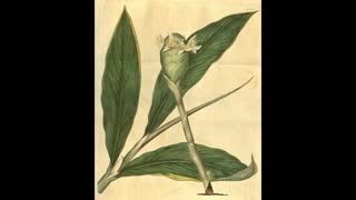 Bitter Ginger History