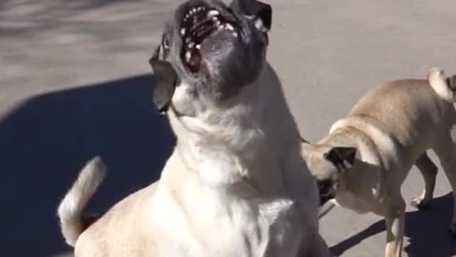 Dog catching her cake is funny