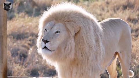 Lion roar