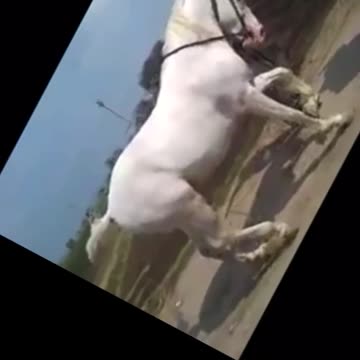 Horse dancing on popular music
