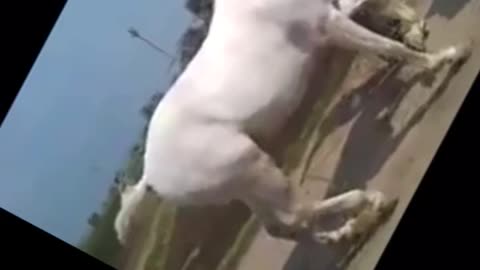 Horse dancing on popular music