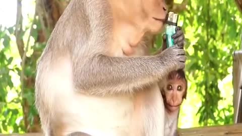 Wonderful monkey video