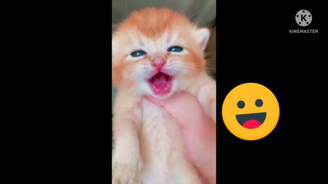 Cute cat meowing 😀