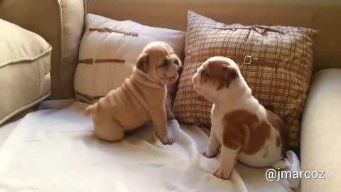 English Bulldog puppies adorably play together