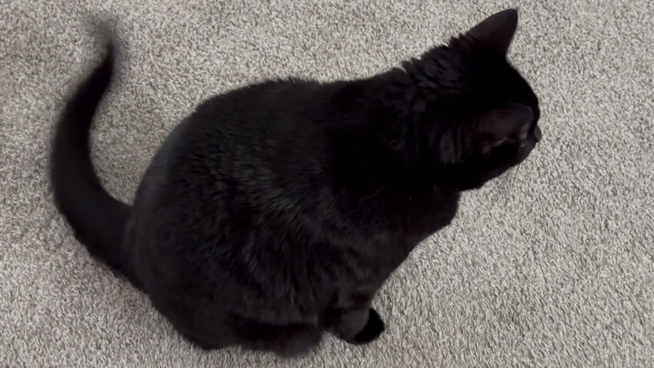 Cute Precious Piper Guards the Lobby form Intruders - Adopting a Cat from a Shelter Vlog