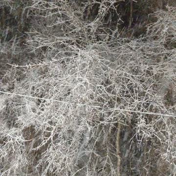 Snowstorm Tennessee on January 2021