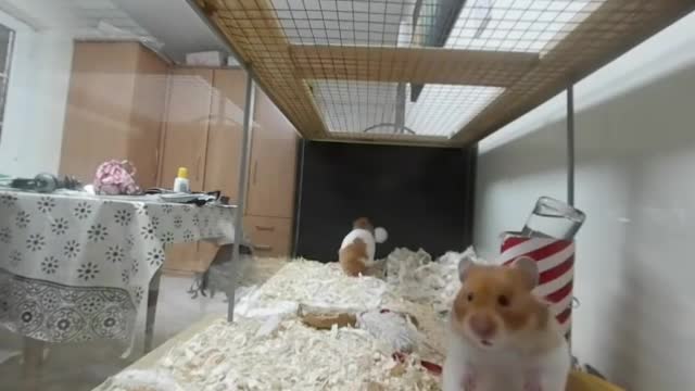 HAMSTER BOND 007 | CUTE PETS