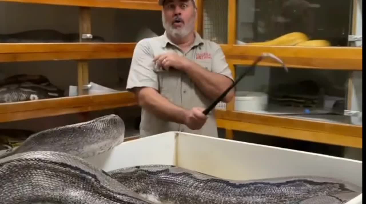 Viral Video- Huge Python attacks zookeeper