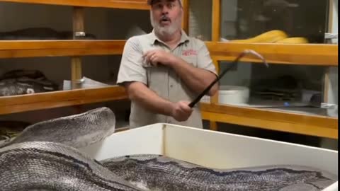 Viral Video- Huge Python attacks zookeeper