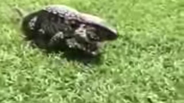 Funny video