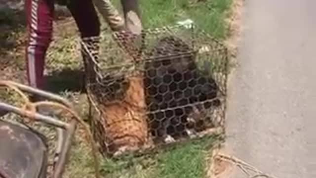 rescue the dog escape death. are on the way to work