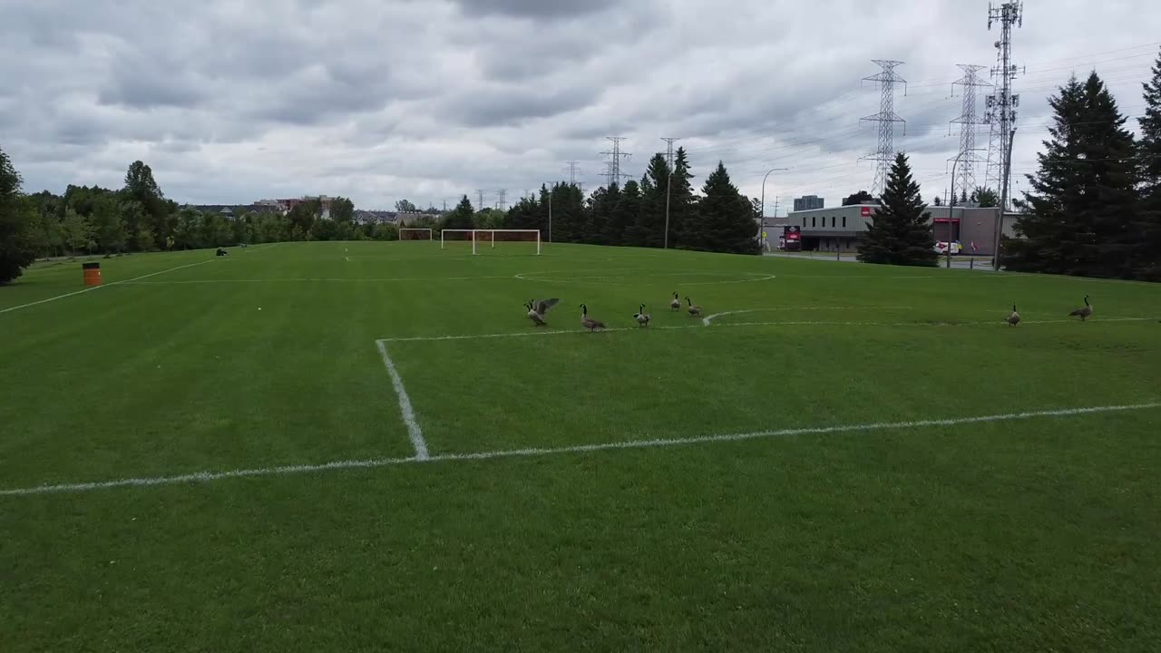 My DJI Mavic Mini Drone Almost got hit by a flock of Geese!!!!