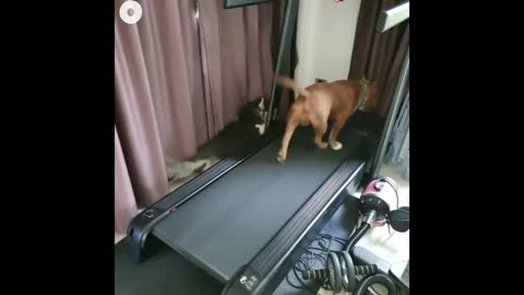 Funny dogs Running in Treadmil