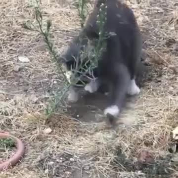 cat 🐈 cat 🐱🐈🐈chat 🐱2