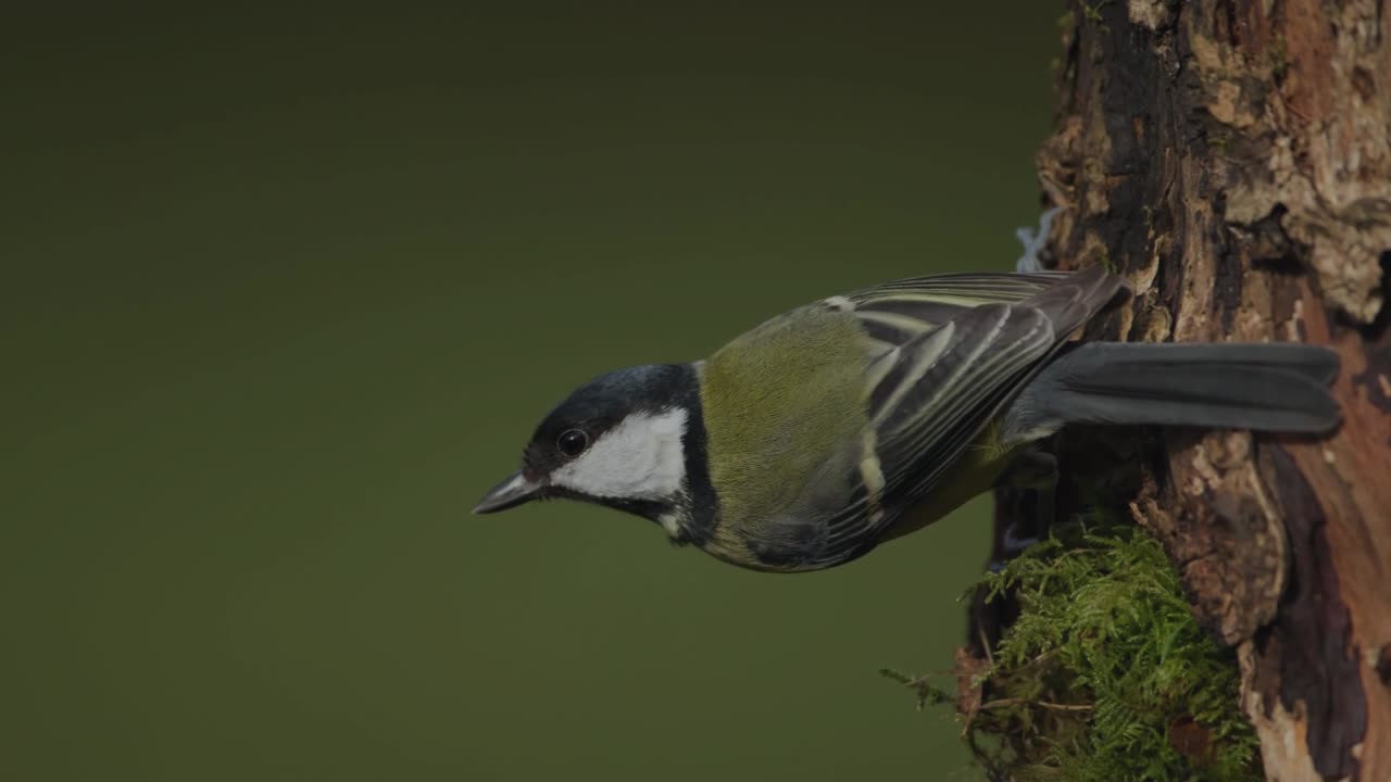 The Great Tit: Close Up HD Footage (Parus major)