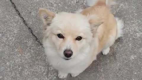 A puppy begging for forgiveness