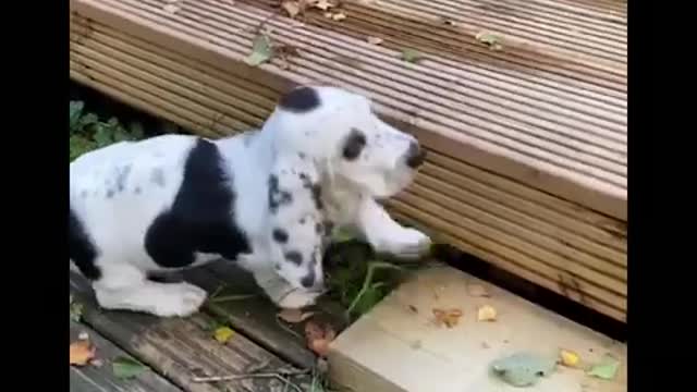 AWW Animals SOO Cute! Videos Compilation cutest and funniest moment of the animals #41