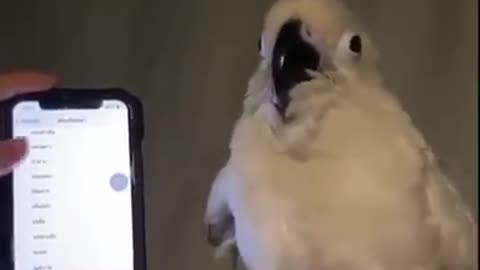 The bird dances with the music