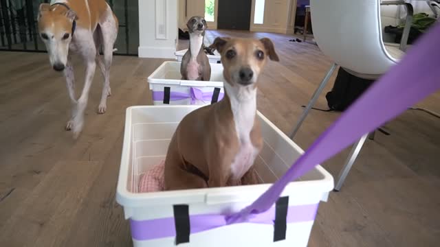 I made a train for my dogs