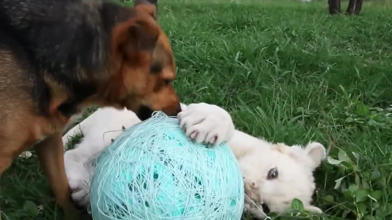 White lion cub playing with Doggy friend.