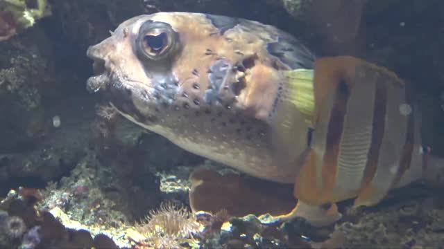 clownfish and dolphin