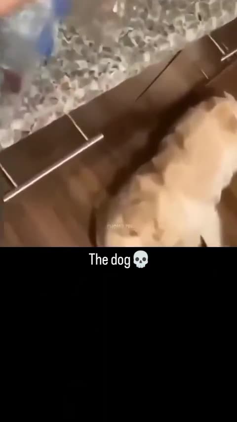 Funny dog reaction