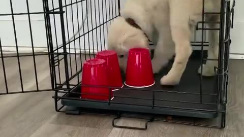 How to Crate Train your Puppy