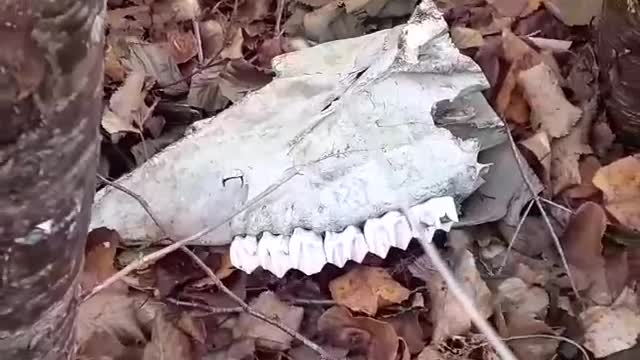 A Walk In The Forest In Autumn..Awesome Skull Find