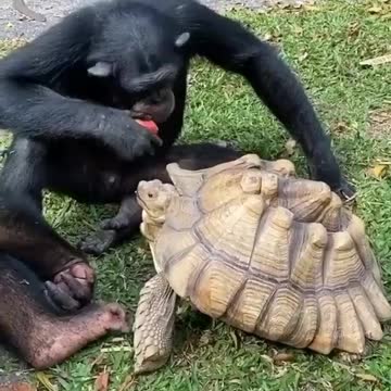 Most funny monkey tricks shots