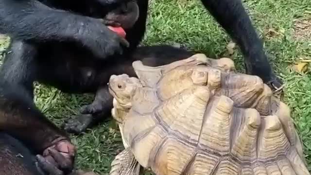 Most funny monkey tricks shots