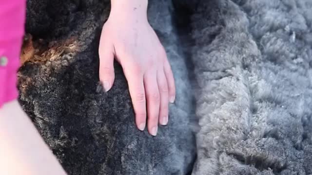 i love watching the wool fall away as i shear and hearing the satisfying sound