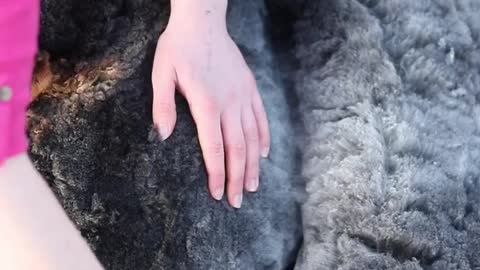 i love watching the wool fall away as i shear and hearing the satisfying sound