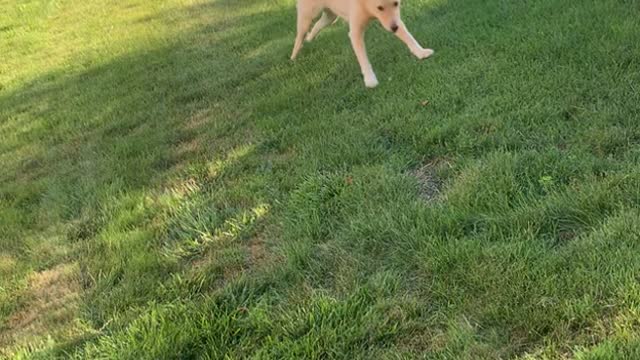 Puppy run