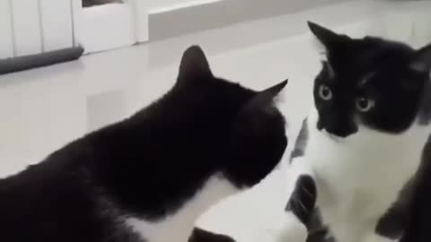 Cat's reaction when she sees herself in a mirror