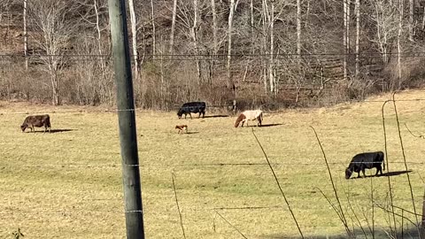 NW NC at The Treehouse 🌳 We got a new neighbor 🐂