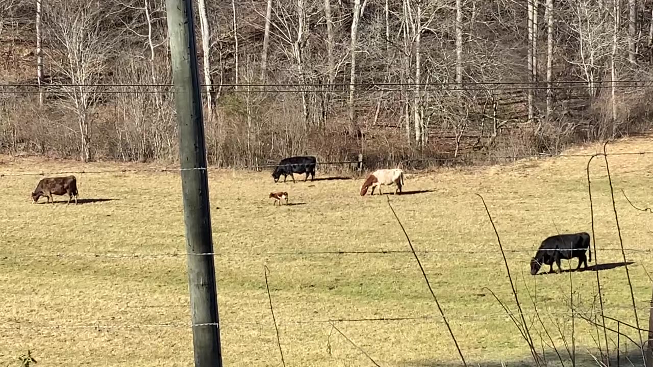 NW NC at The Treehouse 🌳 We got a new neighbor 🐂