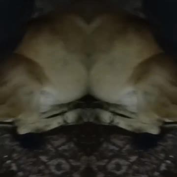 video status viral hog viral TikTok #shorts #viral #trending #tiktok #reels