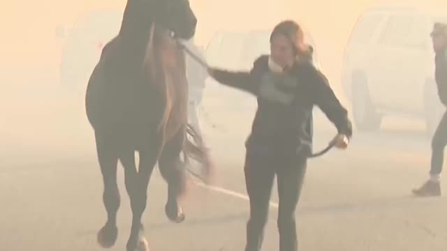 People rushed to help get horses and goats away from fire