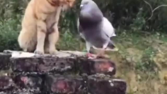 This pigeon comes every day to visit this cat and this is what happens.🕊️🐈😍