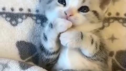 My cats on family