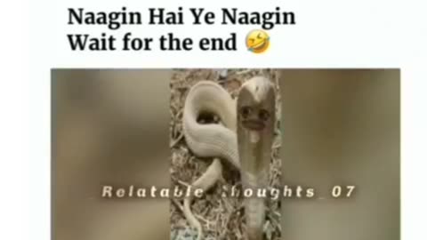 Shape shifter snake funny video 🤣