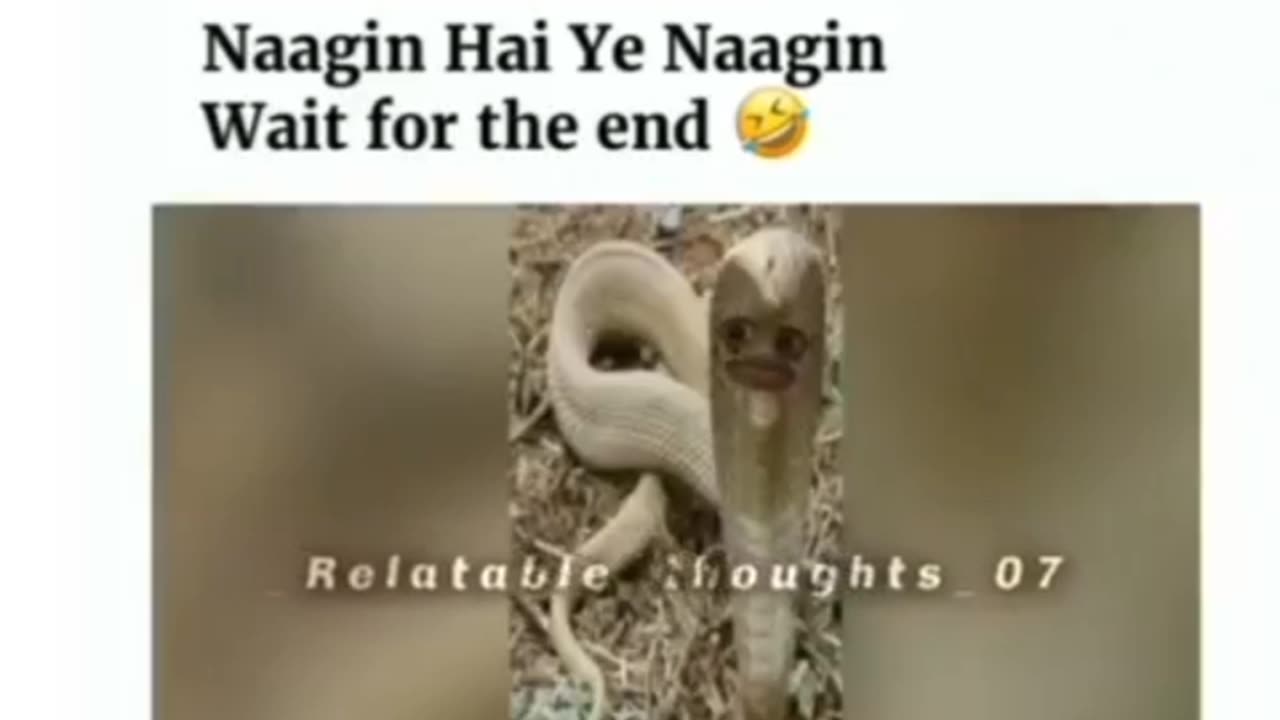 Shape shifter snake funny video 🤣