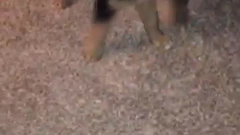 Black and brown puppy plays with string on carpet