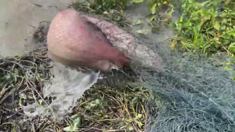 First Time Girl Cast Net Fishing DEFEATED By MONSTER Fish!-12